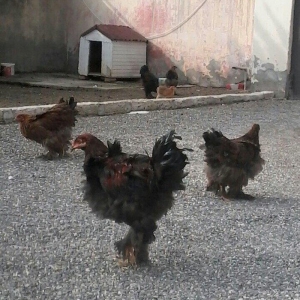 Bramo fereleri ve xoruzlari.1yas ve 1 yas 6 ayliq toyuqlar.Temiz sortd