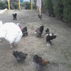 Bramo fereleri ve xoruzlari.1yas ve 1 yas 6 ayliq toyuqlar.Temiz sortd