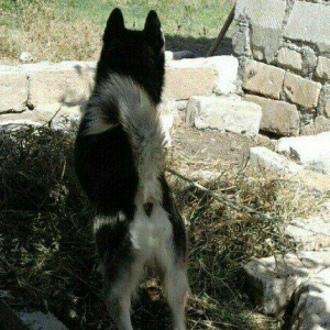 temiz xaski satilir erkekdi 1 yas 7 ayliq tecili s