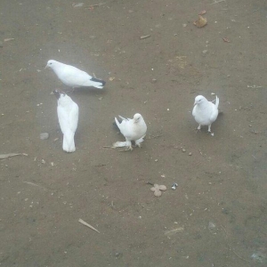 4gorcin satilir ax qirmizi qurux bidene qirmizi baw bidene desde qaraq