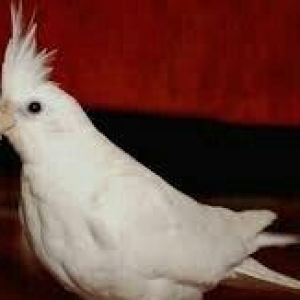 4 aylig popugay albinos korella tekdi erkeydi real alijilar zeng vursu