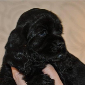 Koker ruski spaniel qara reng iyleri vurulub. Xusi