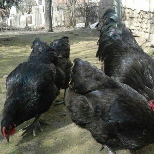 Australorp yumurtalari