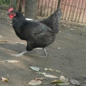 Australorp yumurtalari