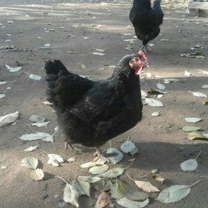 Australorp yumurtalari