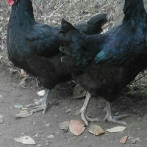 Australorp yumurtalari