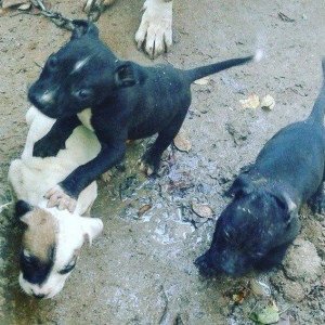 Pitbullar satilir ve ya barter.Temi paroda pitbull