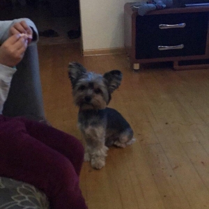Yorkshire Terrier Rosiyadan getirilib pasportu var butun peyvendleri
