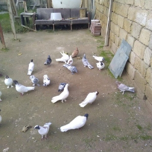 Saridan baska 23 dene qusdu qara bas qirmizi bas ebres  bir cutde ag
