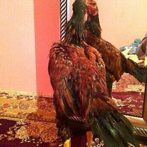 bu beceni satiram esil qubar heyvandi 6 ayliq heyvadi doyuwne soz ola