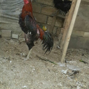 Xoruz heyrati satlir ag qara cil. Her xorzun rengi