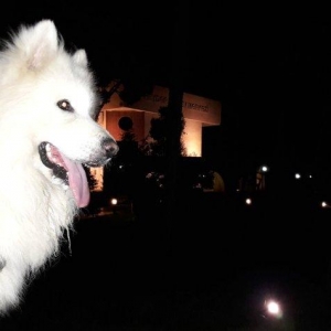 Samoyedski layka,erkəkdi.Cütləşdirməyə dişi