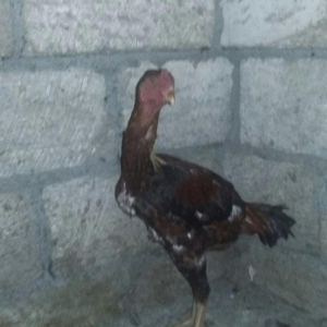Super döyüşkən xoruz. Meydan vurub. 1 yaşı var. Həm damazdıq həm də dö