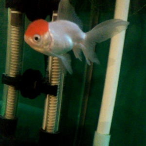 oranda bqırmizi papaq 10 manata 1 ədəd qalıb öz şəklidi