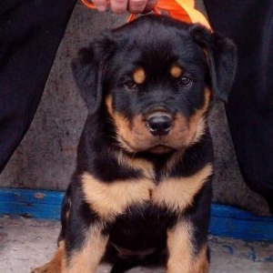 Rottweiler dan başlayan qiymətlərlə...Ukraynad