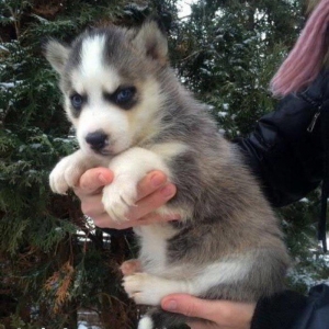 Sibirski xaski(Husky)-radaslovonnu xaskilər 450$. Çempion balaları,Sər