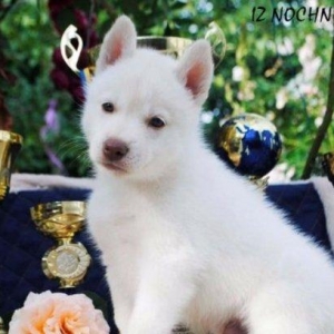 Sibirski xaski(Husky)-radaslovonnu xaskilər 450$. Çempion balaları,Sər