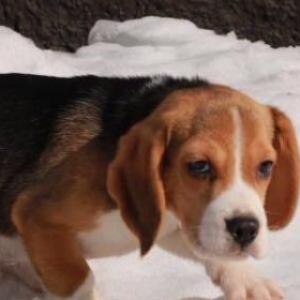 Sifarişlə bala beagle  7-10 gün ərzində ukray