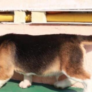 Sifarişlə bala beagle  7-10 gün ərzində ukraynadan çatdırılma. Bü
