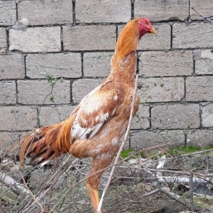 7 ayi teze tamam oldu 8 e kecdi heyvan baresinde nese yazmaga ehtiyac