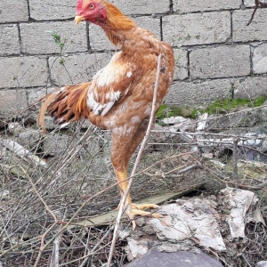 7 ayi teze tamam oldu 8 e kecdi heyvan baresinde nese yazmaga ehtiyac