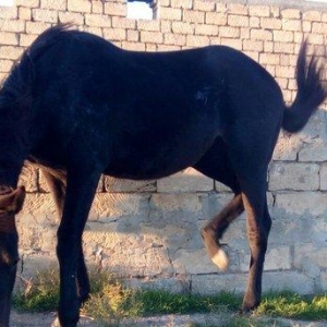 İngilis qaçış atı, ata, anasının sənədləri var, öz sənədləri