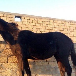 İngilis qaçış atı, ata, anasının sənədləri var, öz sənədləri