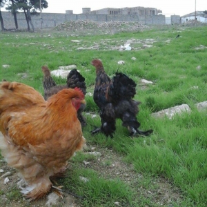 Koken dev xoruz 1 illikdir tam saglamdir alan olsa endirim olacaq.