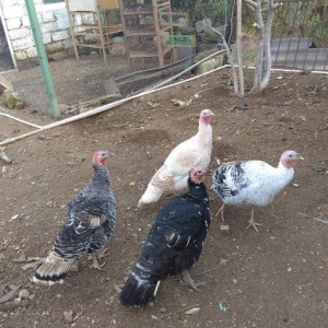 hinduşka 4-dene dişilər ,bir il altı aylıq. birəzdən yumurtalaycaq.  b
