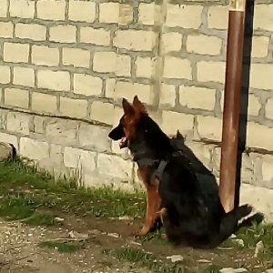 10aylıqdır erkekdır pasatkalıdı tam saglamdır telımlı ıtdır butun peyv