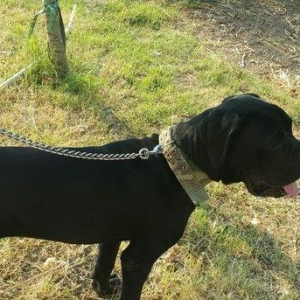 Cane corso satilir erkeydi noyabrin 4u 1yashi olacax usaxlarla cox meh