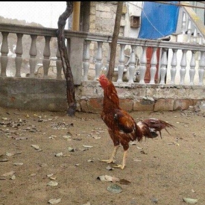 Heyrati xoruz. Doyuwken xoruzdu. Vehwidi.  Indoneziya sortudu.