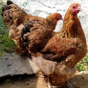 Brama temiz qan wekildekiler yumurta coxdu qold 3manat dark 3manat