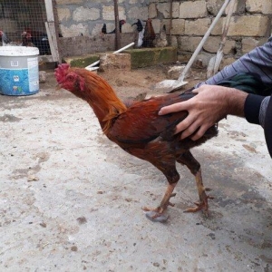 Heyratı sortundandı, döyüşkən xoruzdu