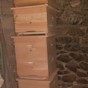 Arı 