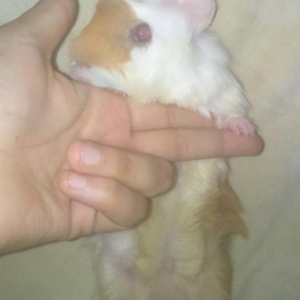 hamster satılır