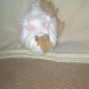 hamster satılır