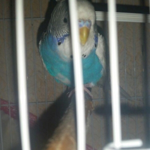 Tecili cox gozel renge malik qizqin cavan cutluk satilir saqlamliqina