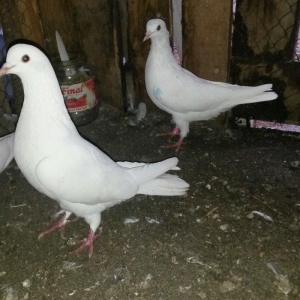 Tam sağlam uçan quslardi 6/7/8saat erkey 16tuk maya 14tuk lut ayaq boş