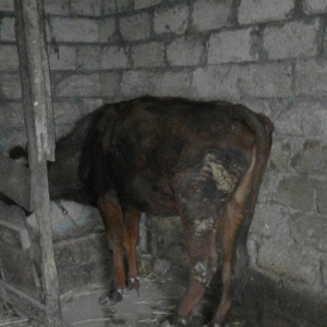 duye 1 yaş 5 ayılqdi anası 35 litir süd verir pula ehtiyacım oldu üç