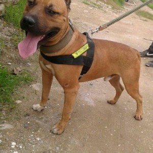 Pitbull 