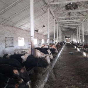 Mal qara erkek danalar Rusiya sortu butun senedler qaydasindadi qiqiye