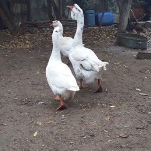 Xalmaqor qazı  3  dənə  bir  yerdə  satılır  1 erkək  2  fərə  1