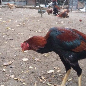 Heratı  xoruz  7 aylıqdı  təmiz qandı  çox  isulludu  meydan  üçündü