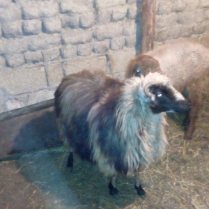 Razilasma yolu ile ve deyismek cins itle qazla cins ordeklerle yumurtl