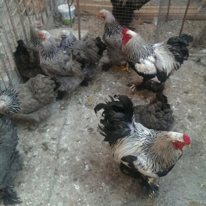 Bram yumurtasi dark ,qold temiz qandan,ne gorursuz sekilde oda cixacaq