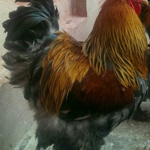 Brama qold ,dark  temiz qan sekilde ne gorursuz oda var cuceleride eyn