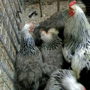 Dark brama yumurtasi temiz qan ,sekilde ne  gorursuz oda var ))