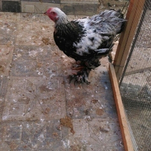 Brama beceleri ve fereleri 6 ayliq tam saqlam .Butun peyvendleri vurul