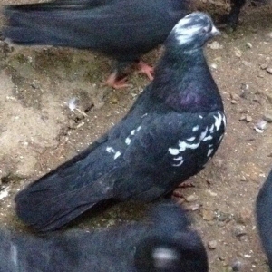 Satilir paqon erkey 20 azn . Qus Bineqedidedir . Fkiri ciddi olanlar w